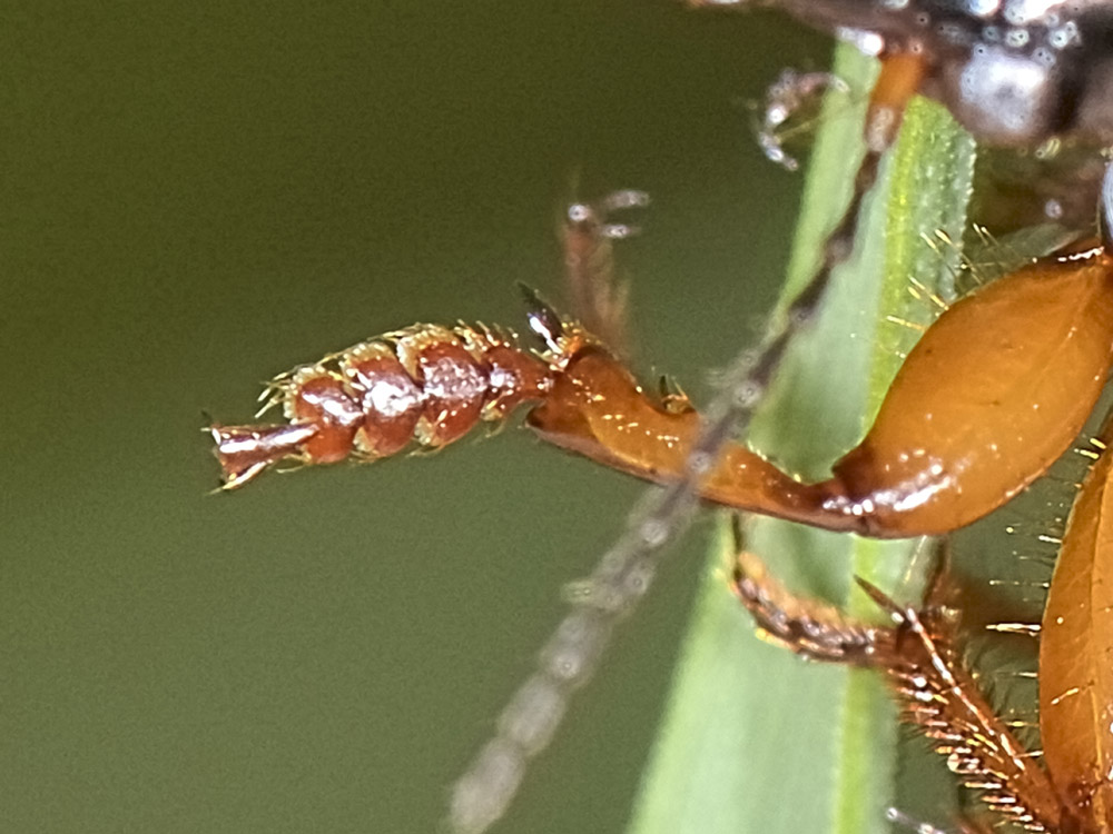 Carabide equilibrista: Anisodactylus binotatus